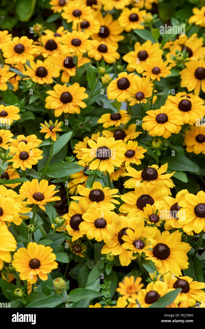 Rudbeckia hirta 'Toto Gold". Coneflower. Black Eyed Susan Blume Stockfoto