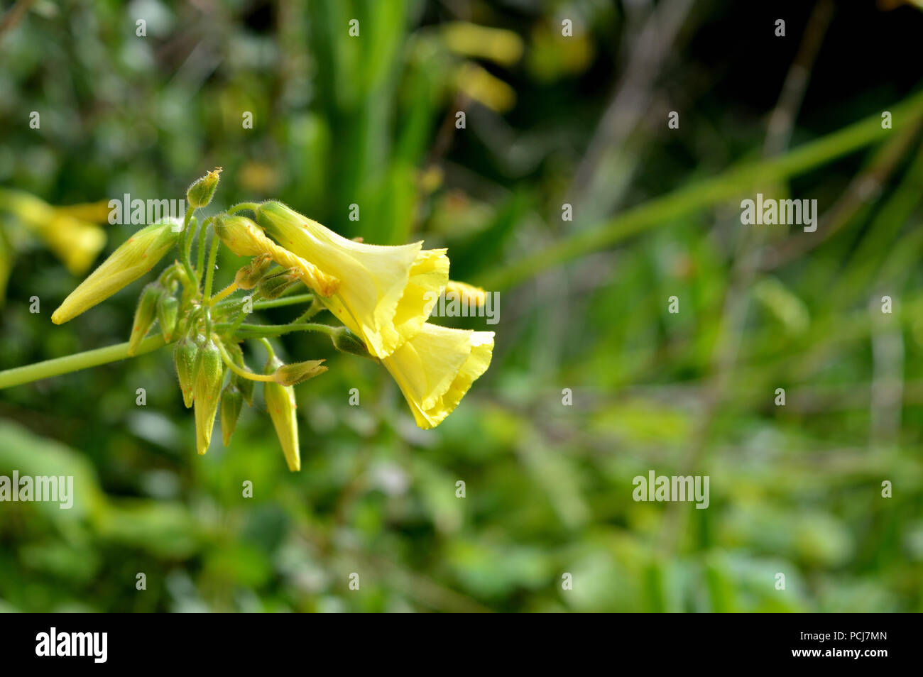 Close-up von gelben Blumen, gemeinsame Sauerklee Oxalis Naiandinus Stockfoto