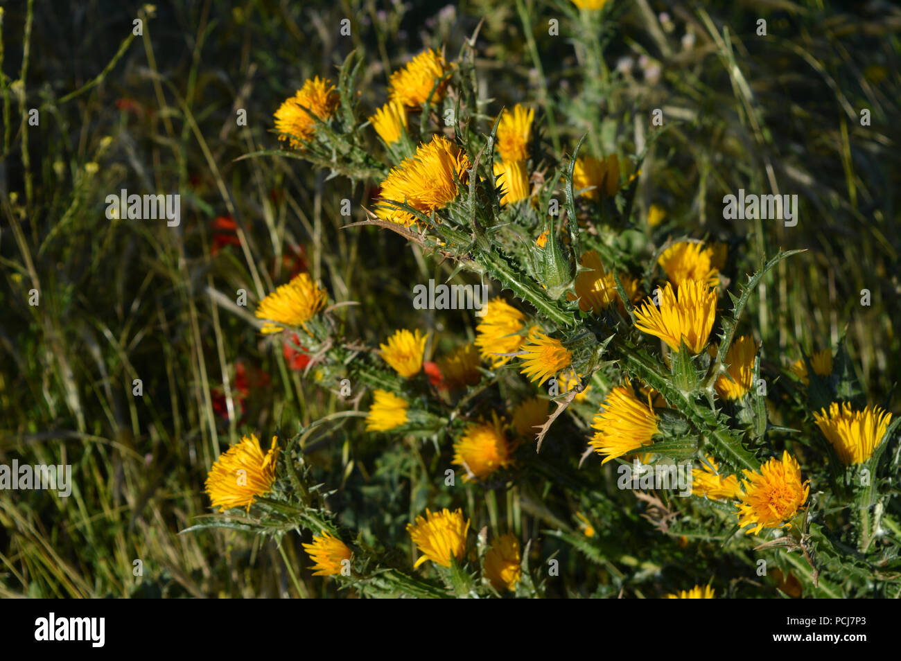 In Der Nahe Von Wilden Gelben Disteln Blute Natur Sizilien Stockfotografie Alamy