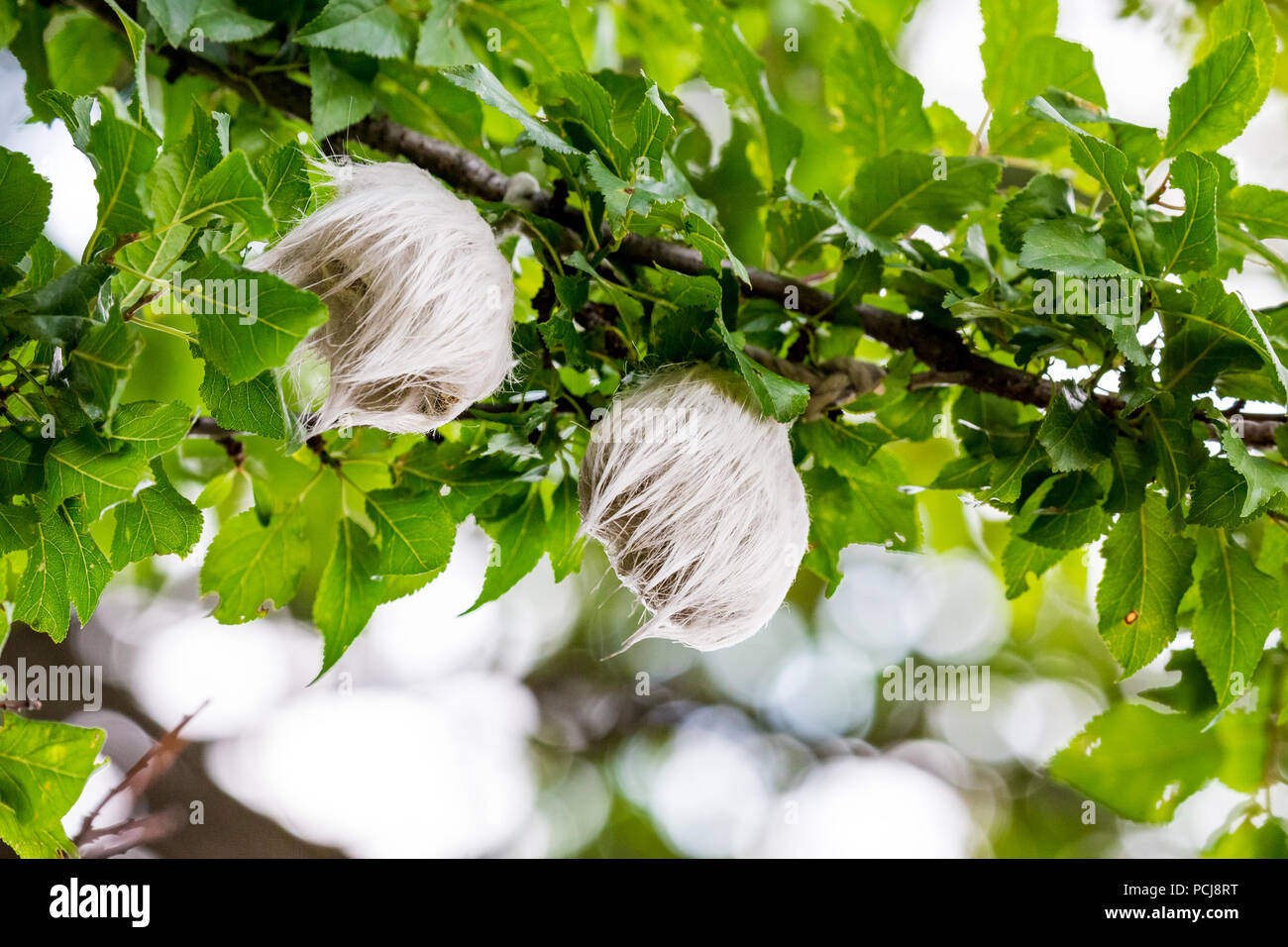 Zwei geheimnisvolle haarige weiß Dinge, die in der Größe eines Tennisballs auf Wild Plum tree Vitosha Berg in der Nähe des Dorfes Bistritza, Sofia, Bulgarien wächst Stockfoto
