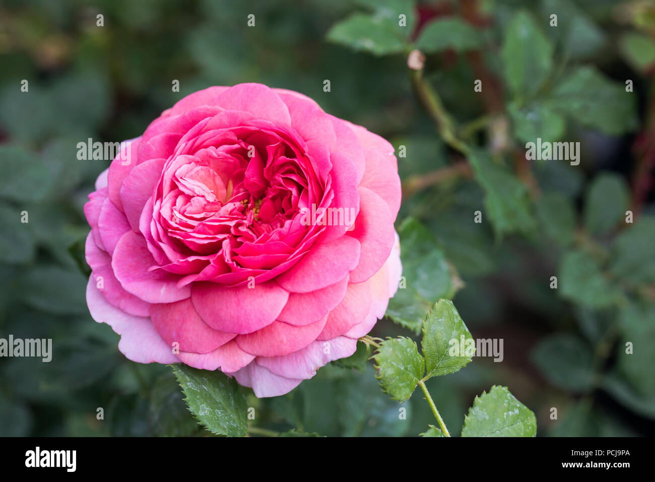 Nahaufnahme einer rosa Rose - Rosa Prinzessin Alexandra von Kent - David Austin Roses, UK Stockfoto