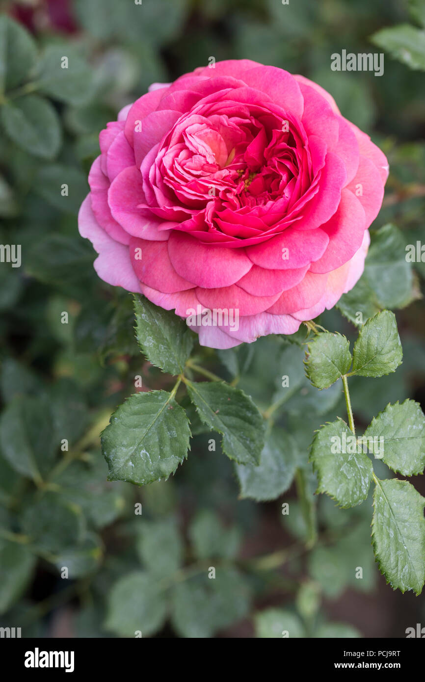 Nahaufnahme einer rosa Rose namens Rosa Prinzessin Alexandra von Kent - David Austin Roses, UK Stockfoto
