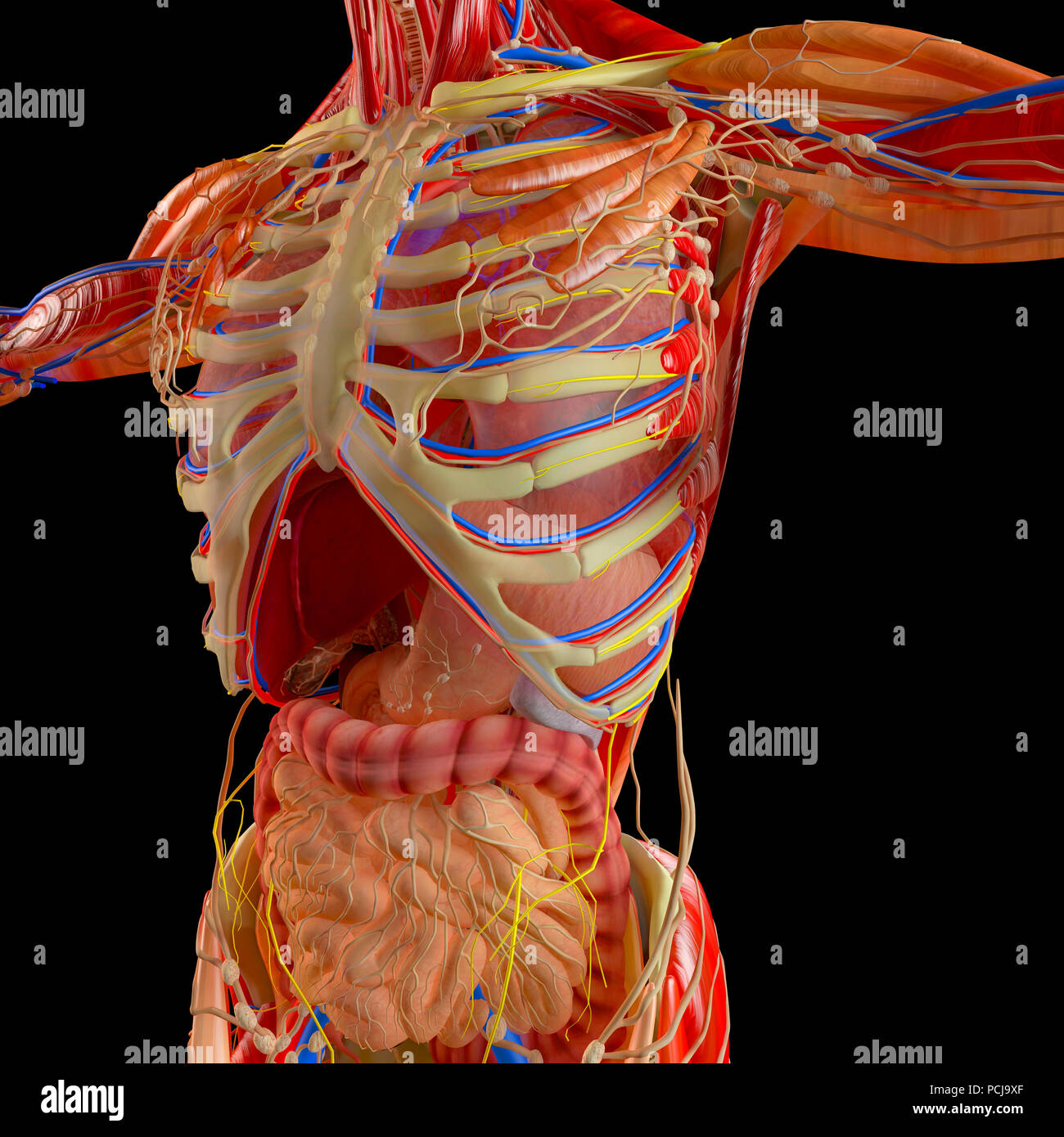 Menschliche Körper, Muskulatur, Verdauungssystem, Anatomie. Speiseröhre, Magen, Zwölffingerdarm, Dickdarm. Die menschliche Anatomie. Innere Organe Stockfoto