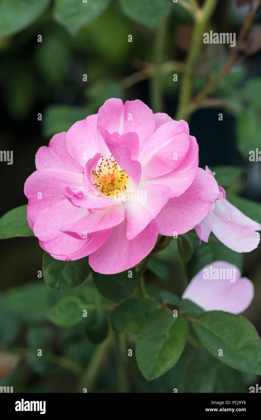 Nahaufnahme von Skylark - David Austin Englische rosa Rose, UK Stockfoto