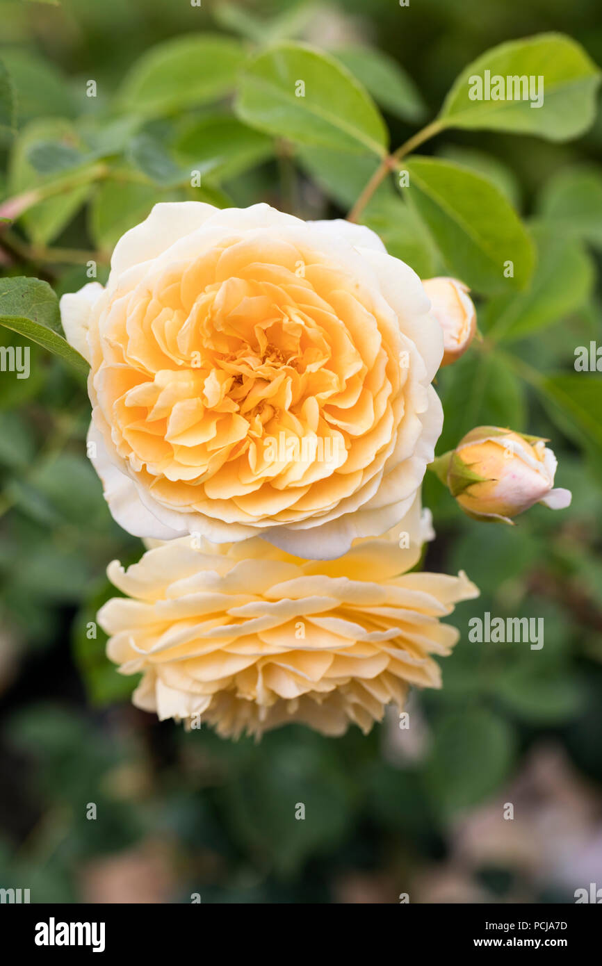 Nahaufnahme von Rosa Teasing Georgia - Eine David Austin Yellow English Climbing Rose, Großbritannien Stockfoto