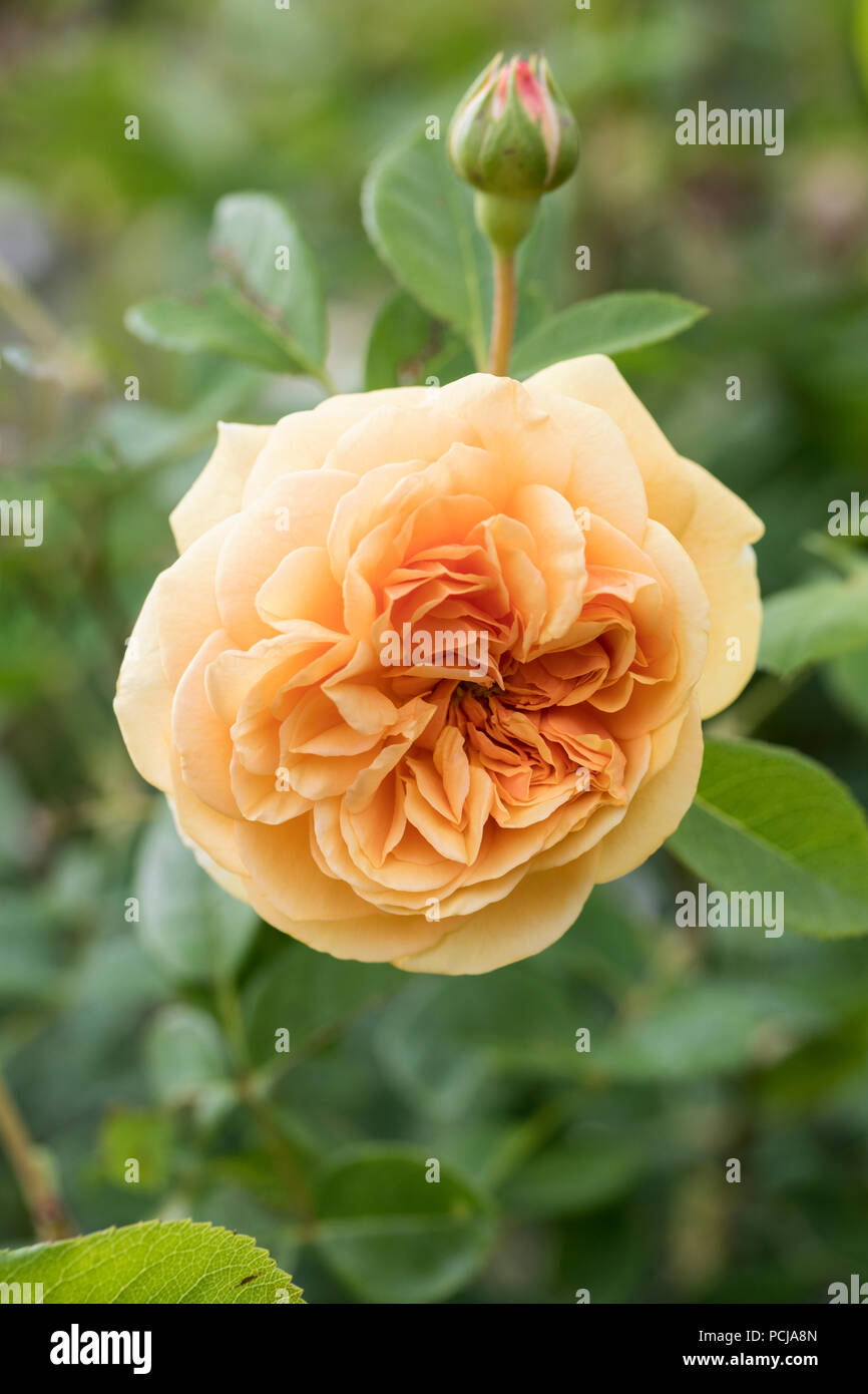 Nahaufnahme von Rosa Teasing Georgia - Eine David Austin Yellow English Climbing Rose, Großbritannien Stockfoto