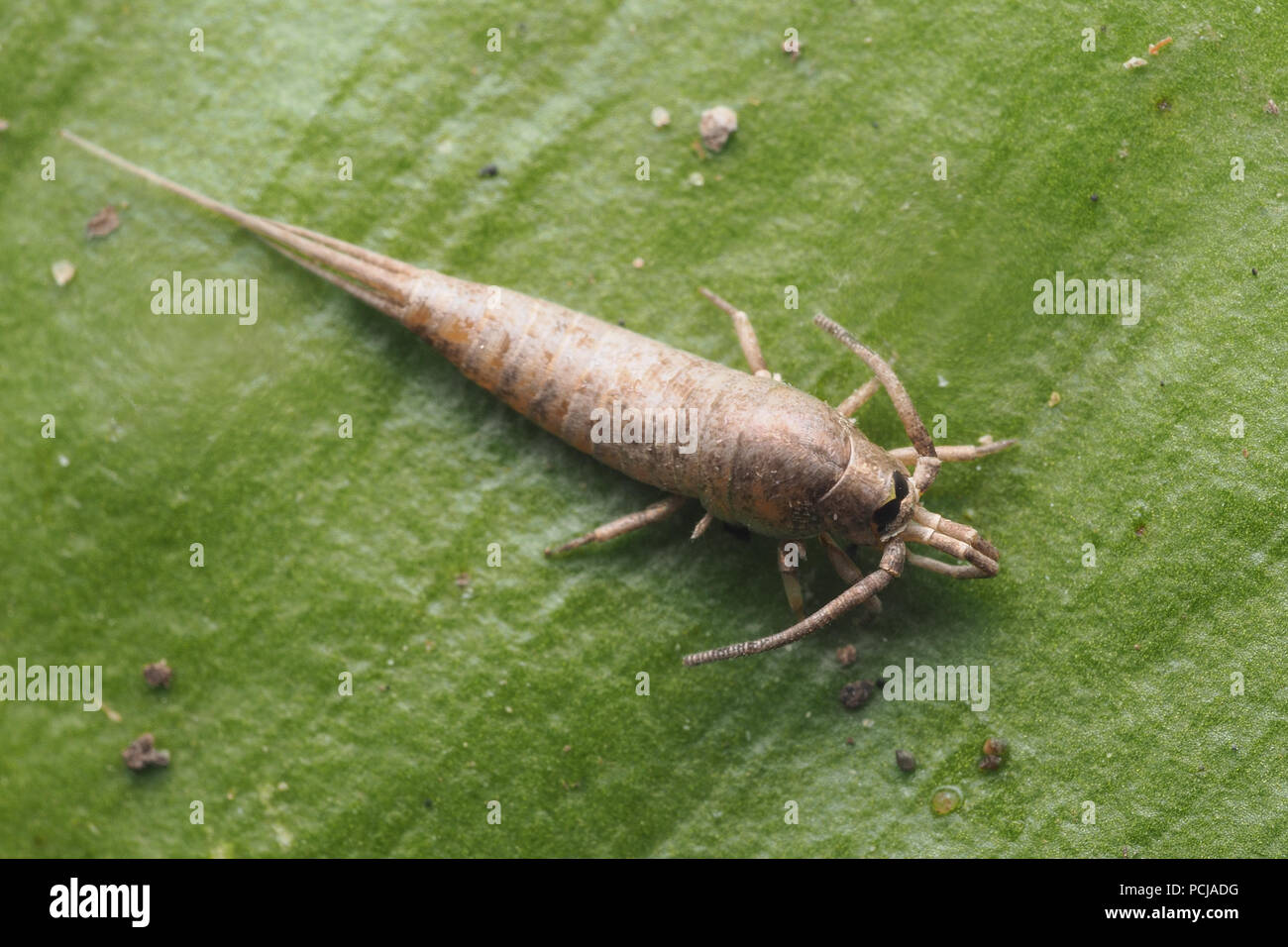 Die dorsalen Ansicht einer Bristletail (Dilta hibernica) auf der Oberseite des Blattes. Tipperary, Irland Stockfoto