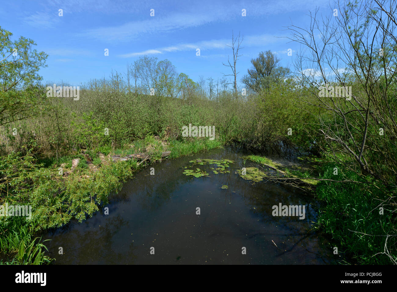 Tegeler Fliess, Luebars, Reinickendorf, Berlin, Deutschland Stockfoto