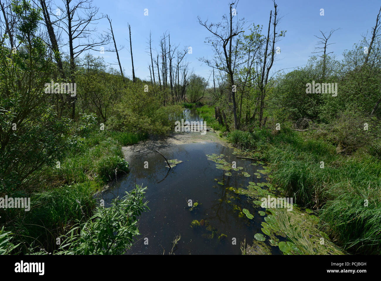Tegeler Fliess, Luebars, Reinickendorf, Berlin, Deutschland Stockfoto