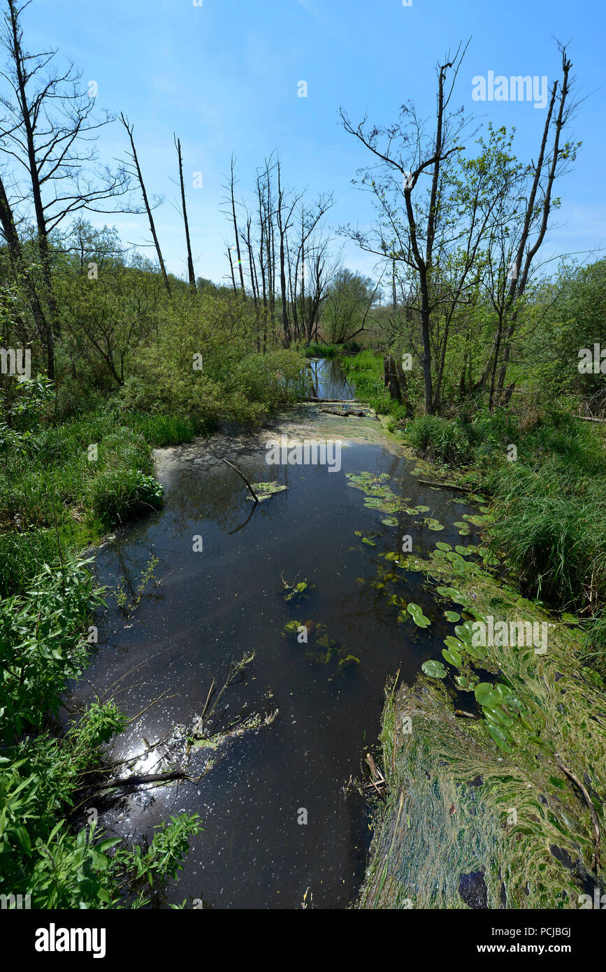 Tegeler Fliess, Luebars, Reinickendorf, Berlin, Deutschland Stockfoto