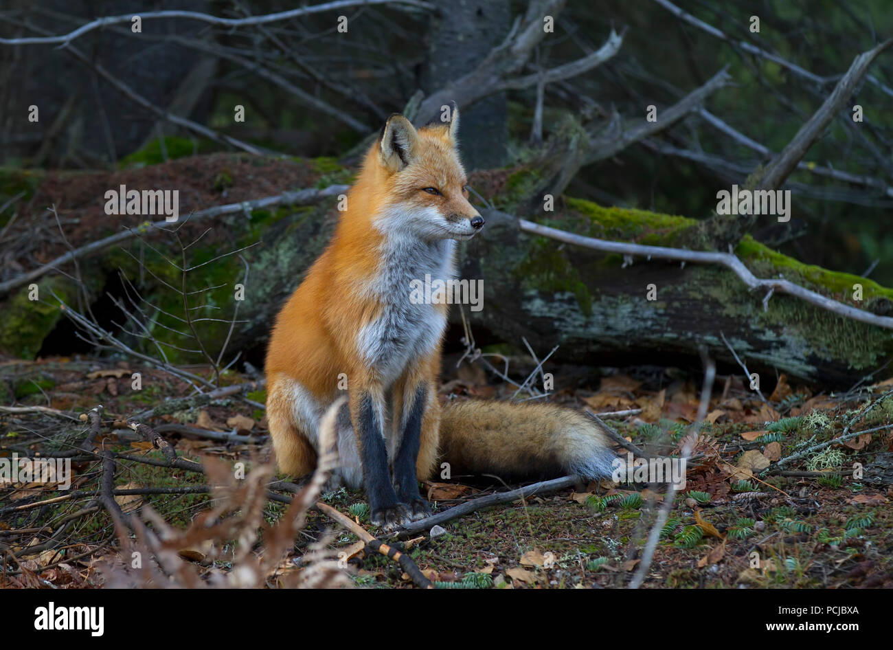 Red Fox (Vulpes vulpes) mit einem buschigen Schwanz jagen im Wald im Algonquin Park, Kanada im Herbst Stockfoto