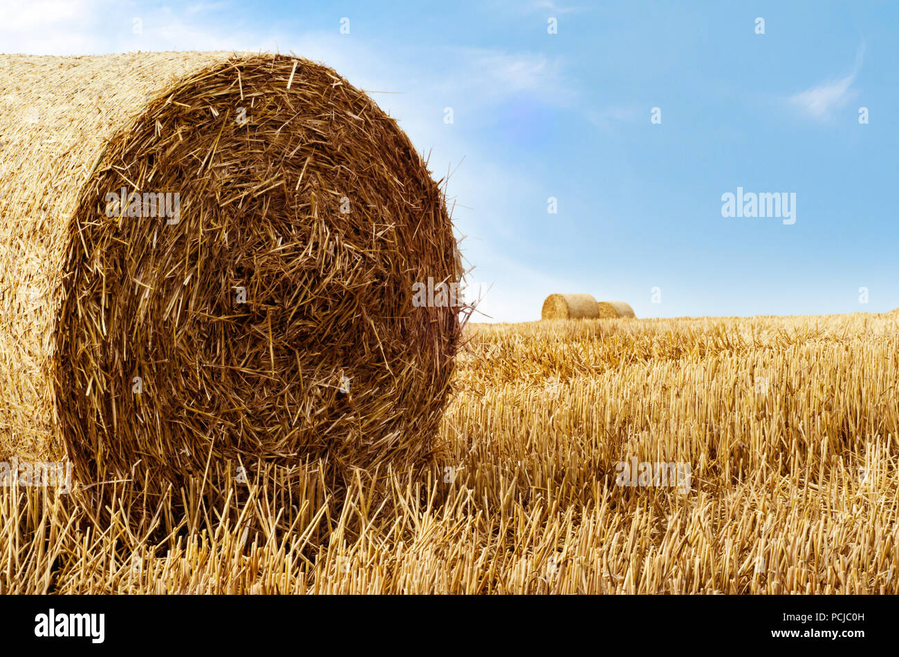 Golden Strohballen im Spätsommer fotografiert. Landwirtschaftliche Landschaft gegen strahlend blauen Himmel mit dünnen weißen Wolke. Stockfoto