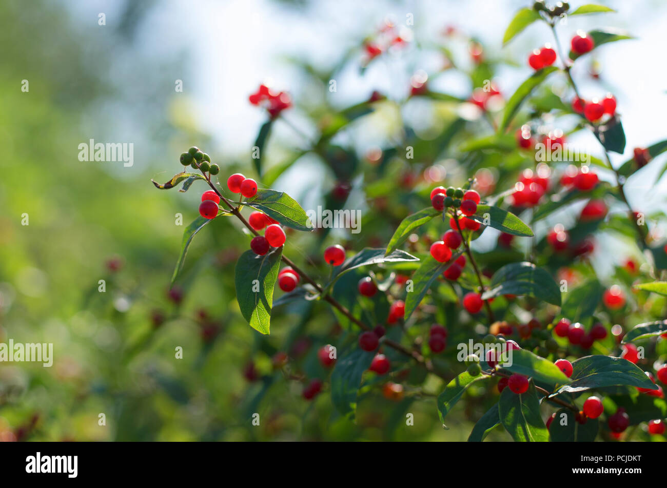 Grüner strauch Geißblatt mit leuchtend roten reife Beeren auf dem