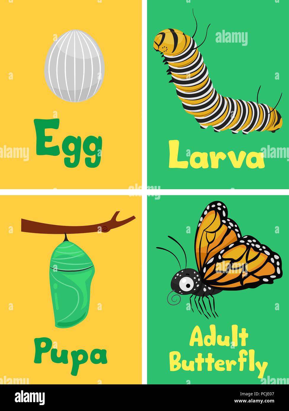 Abbildung: Der Lebenszyklus einer Monarch Butterfly von Ei, Larve ...