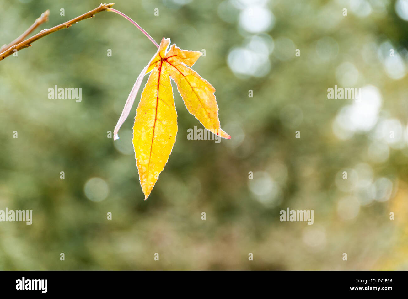 Nahaufnahme von einer robusten single Gold-farbigen Blatt auf Leben hängen an einem Baum im Herbst gegen ein Bokeh Hintergrund Stockfoto