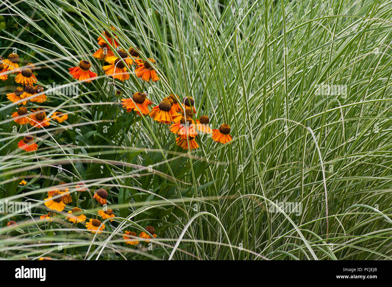 Orange Coneflowers Echinacea zwischen den Gräsern In einem Englischen Garten Grenze Stockfoto