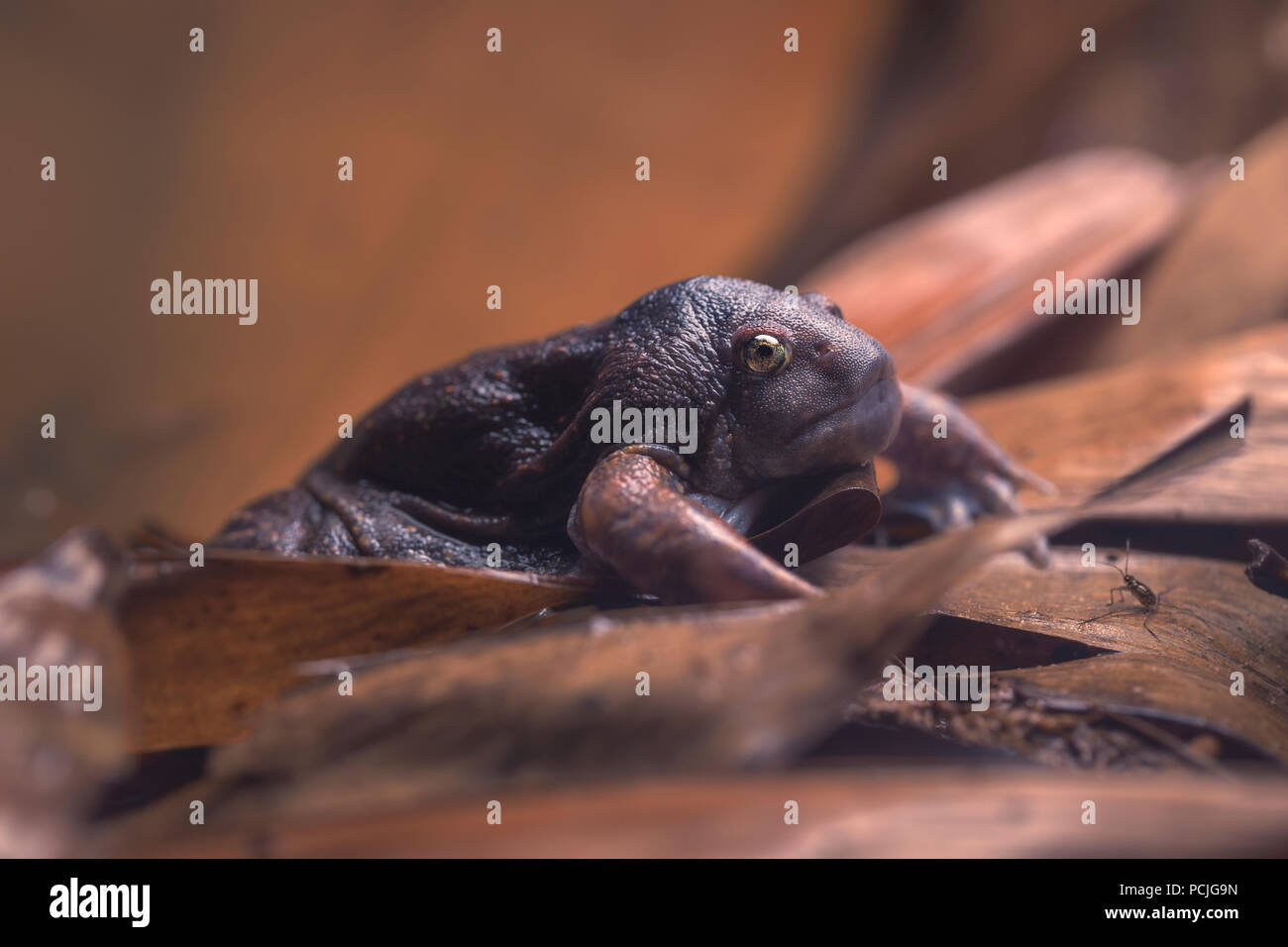 Stumpf - unter der Leitung des eingrabens Frosch (Glyphoglossus molossus), Provinz Petchaburi, Thailand Stockfoto