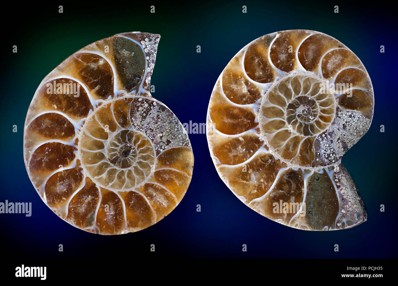 Fossiler Ammonit split öffnen Sie den separierten innen aussehen zu offenbaren. Stockfoto