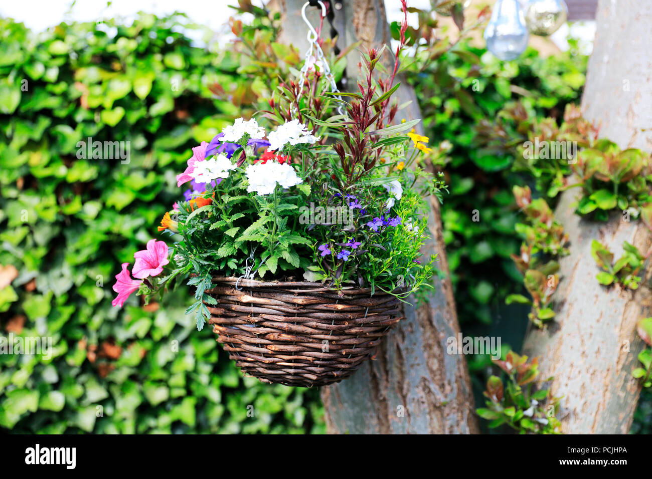 Blumenampel, hängenden Korb Pflanzen, hängenden Korb Blumen, hängenden Korb Blüte, Korb Sommer hängend, hängenden Korb UK, hängende Körbe Stockfoto