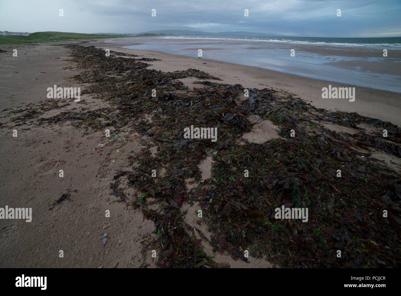 Angeschwemmte Seegras an einem Sandstrand in Schottland, große Stapel von Algen an einem Sandstrand. Stockfoto