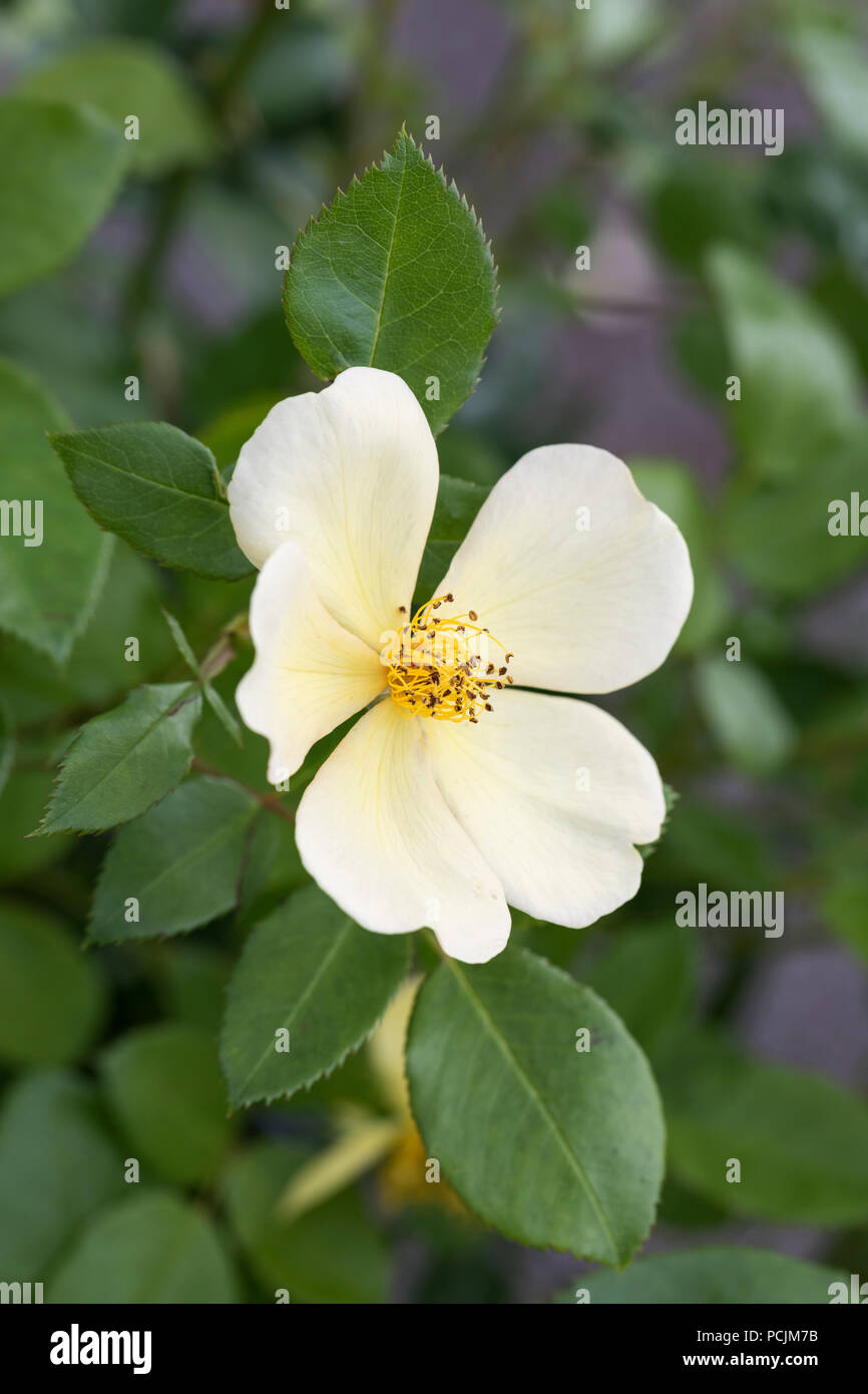 Nahaufnahme von Tottering-by-Gently - Englische gelbe Strauchrose - David Austin Roses, England, UK Stockfoto