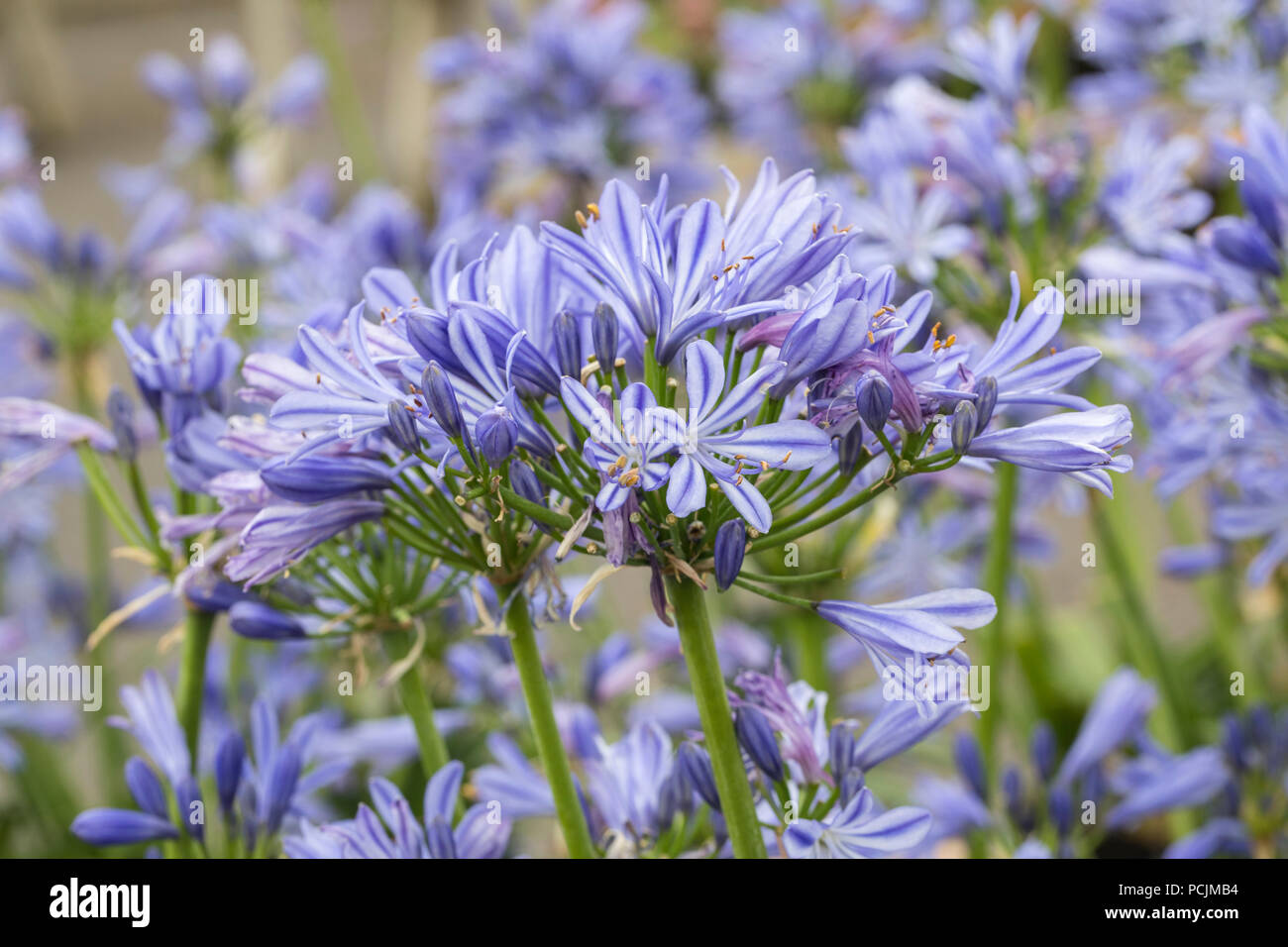 Nahaufnahme von Agapanthus Charlotte, die in einem englischen Garten blüht, England, Großbritannien Stockfoto