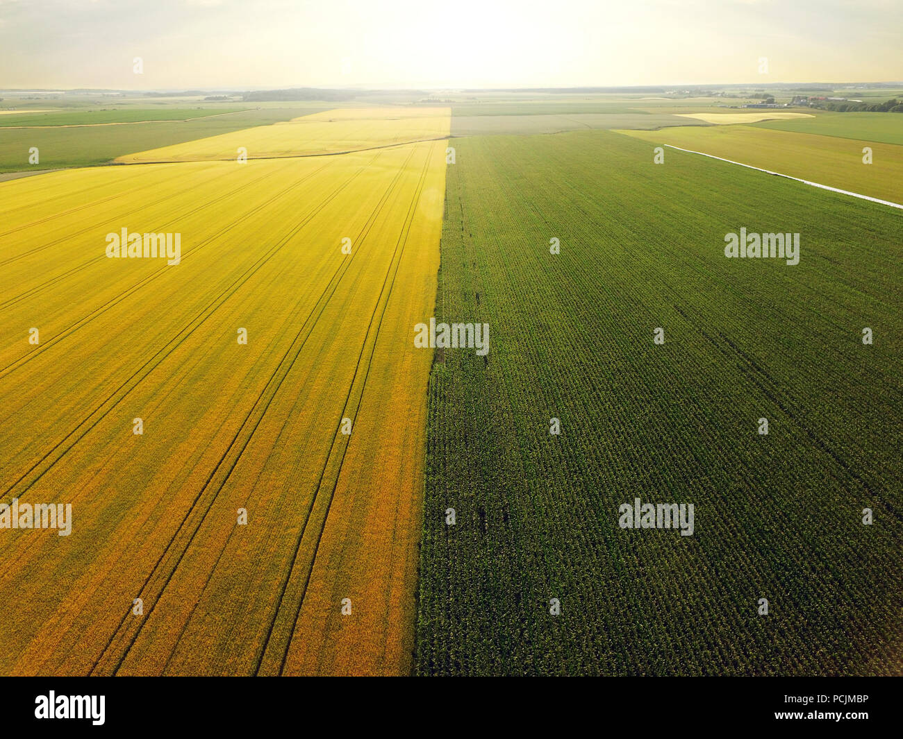 Luftaufnahme von Gerste und Mais Feld, Perspektive, goldenen Stunde Stockfoto