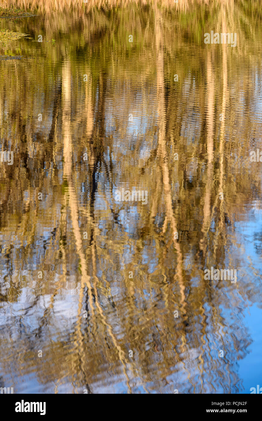 Reflexionen in See Lafleur im frühen Frühjahr, Palmetto Island State Park, Louisiana, USA Stockfoto