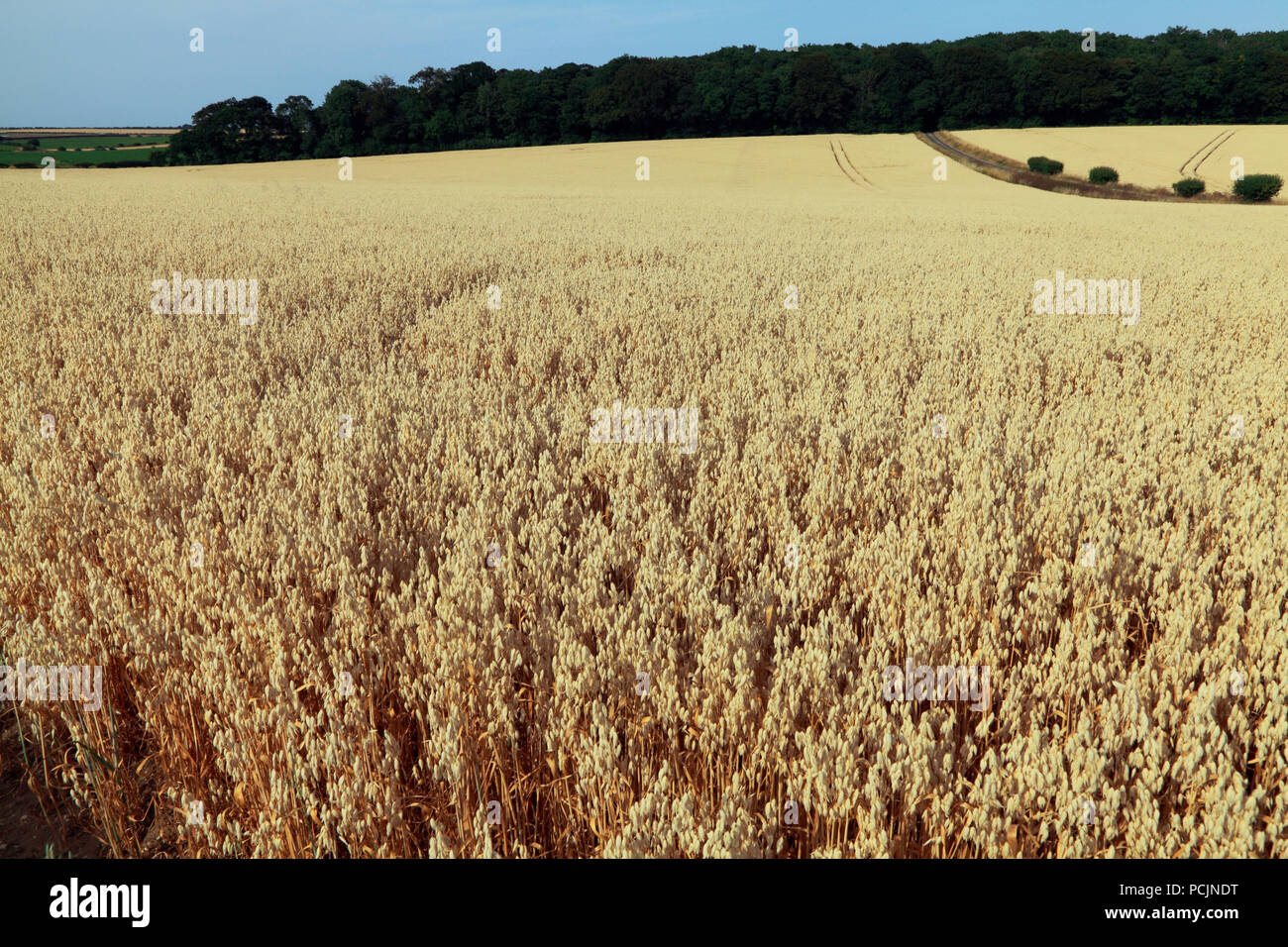 North Norfolk, Kulturlandschaft, Felder von Hafer, Getreide, Ernte, Großbritannien Stockfoto