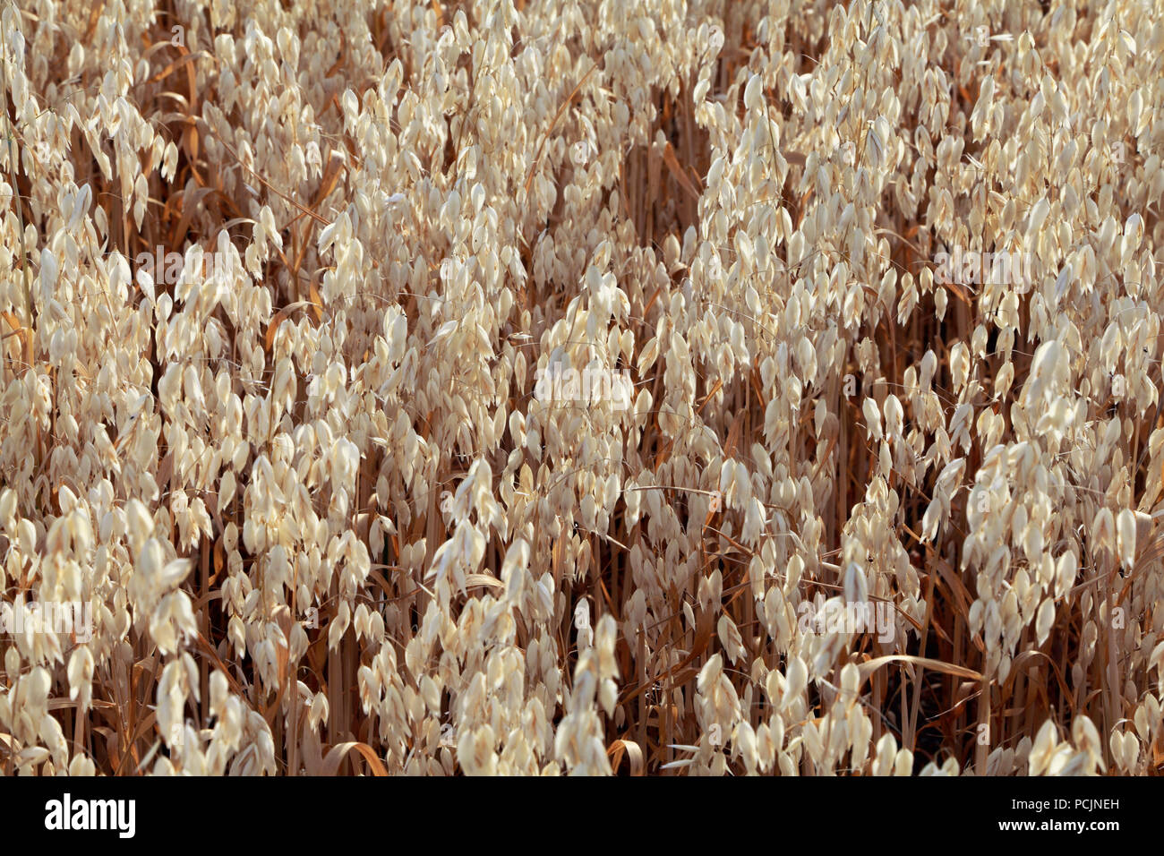 Hafer, Getreide, pflanzliche, Detail Stockfoto
