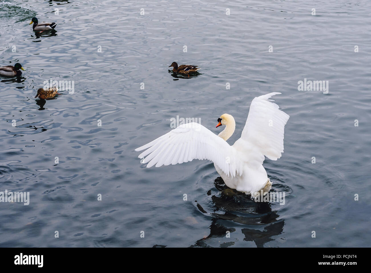 Swan Klappen seine Flügel und ein paar Enten schwimmen auf Hintergrund. Stockfoto