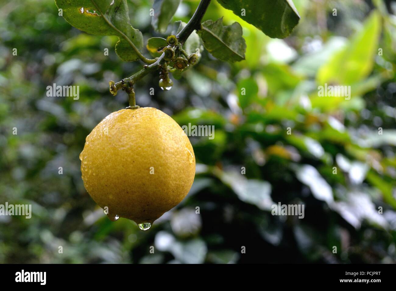 Zitrone Ernte in El Carmen DE LA FRONTERA - Ecuador border-Huancabamba. Abteilung von Piura. PERU Stockfoto