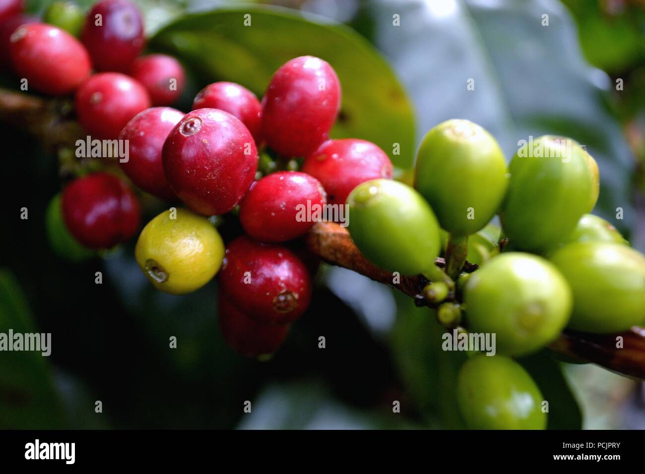 Kaffee Ernte in El Carmen DE LA FRONTERA - Ecuador border-Huancabamba. Abteilung von Piura. PERU Stockfoto