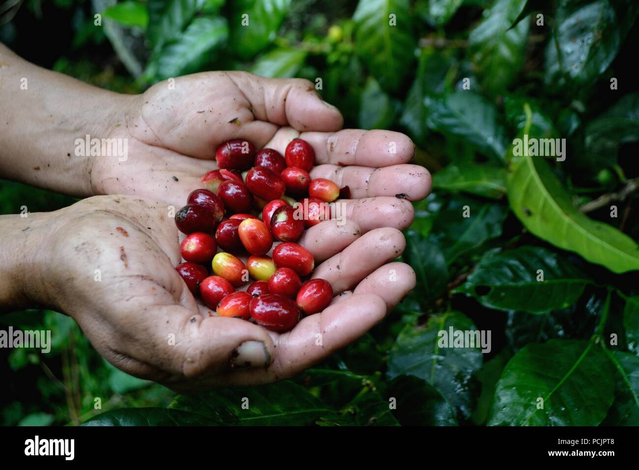 Kaffee Ernte in El Carmen DE LA FRONTERA - Ecuador border-Huancabamba. Abteilung von Piura. PERU Stockfoto