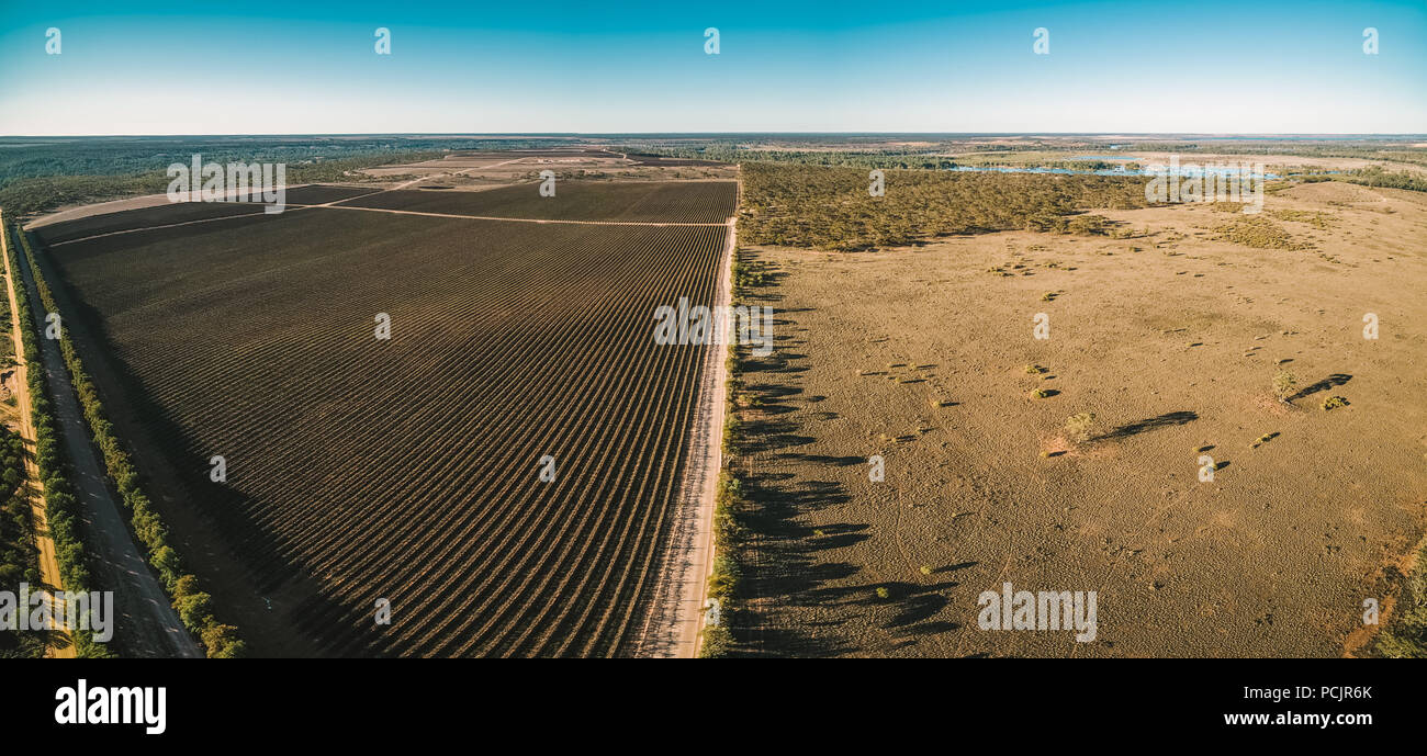 Antenne Panorama der Weinberg in Kingston on Murray im Winter. Riverland, South Australia Stockfoto