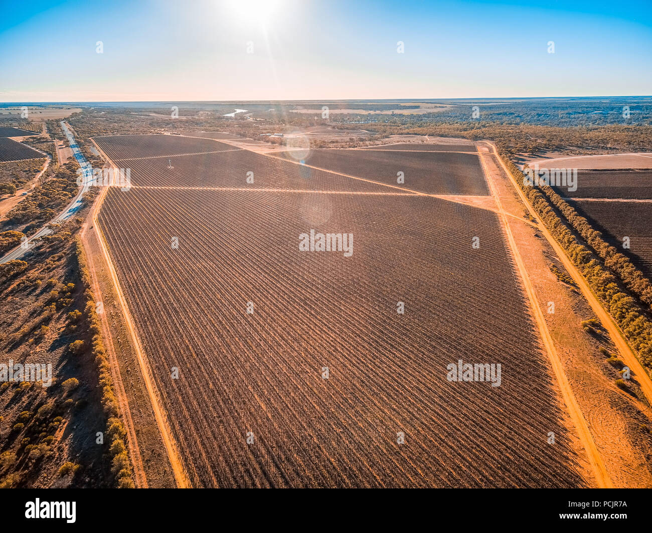 Sun flare über Weinberg in Riverland, South Australia Stockfoto