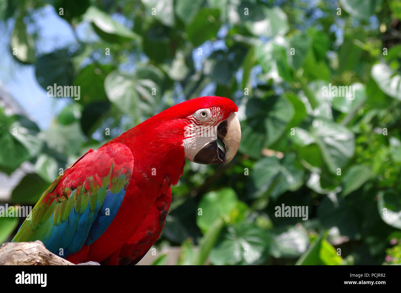 Green-Winged Ara. "Papagei Sprechen" Programm an der South Texas Botanischen Gärten und Natur Center in Corpus Christi, Texas USA. Stockfoto
