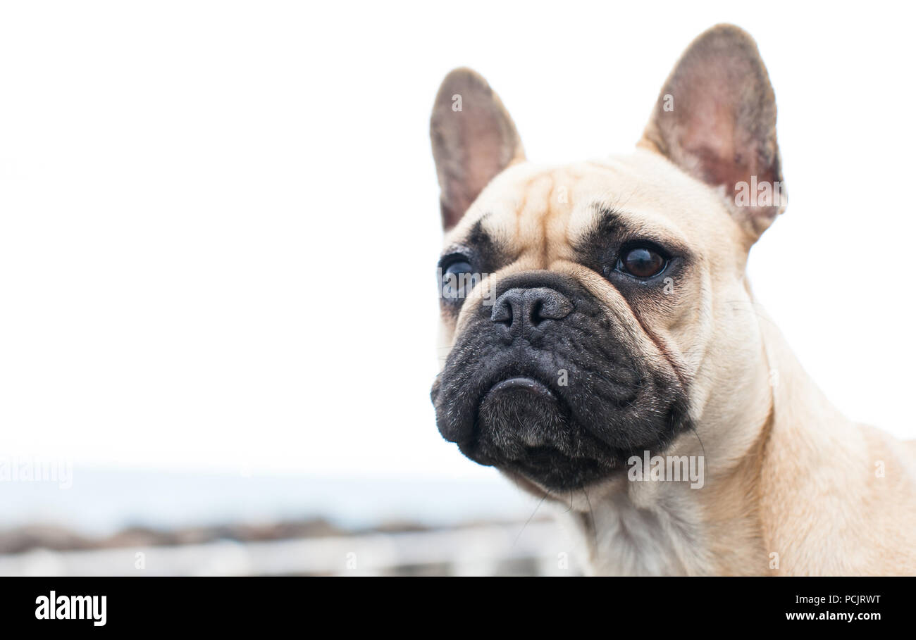 Französische Bulldogge Welpen Stockfoto