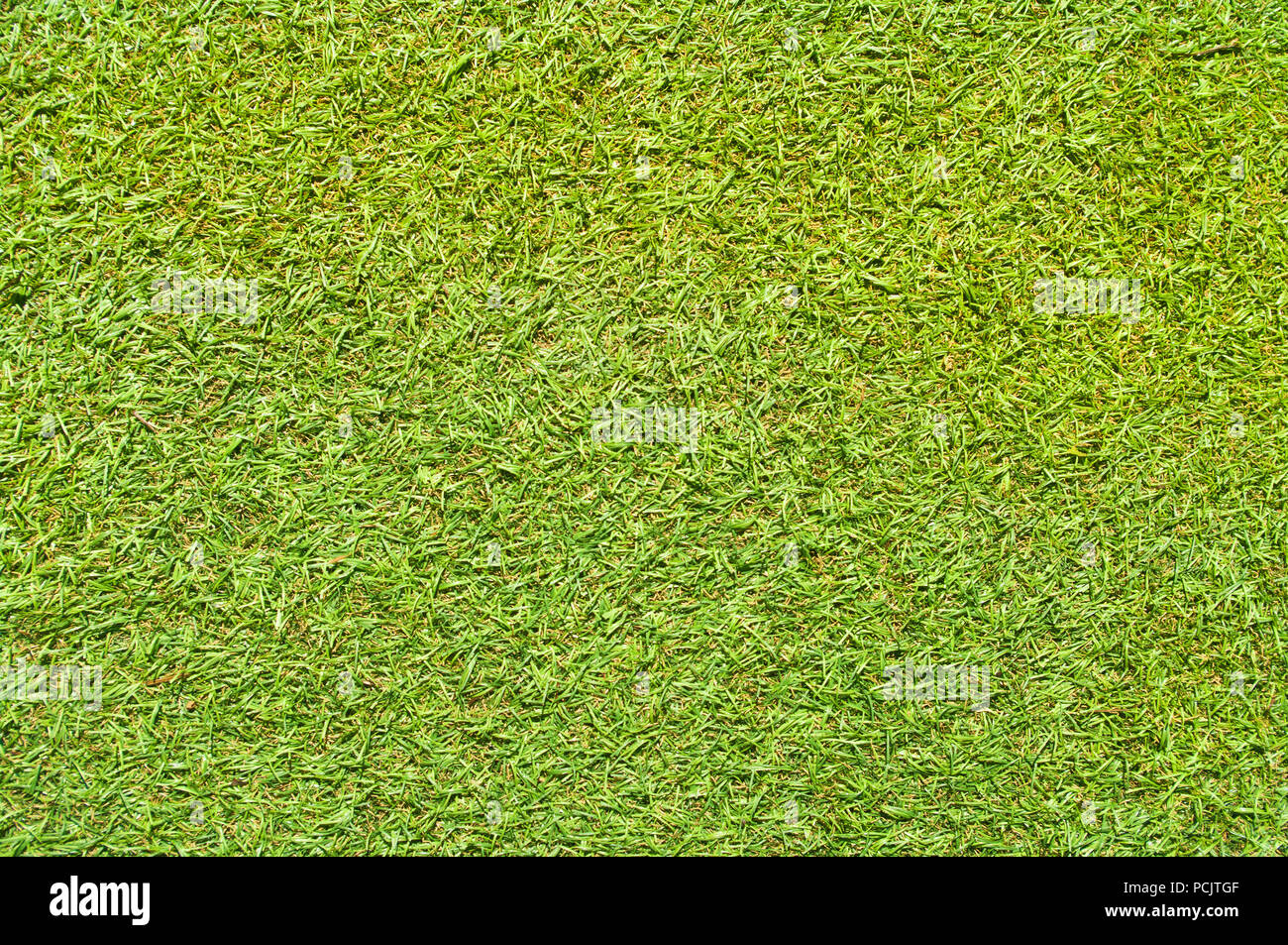 Nahtlose gefälschte Gras Hintergrund an einem sonnigen Tag Stockfoto