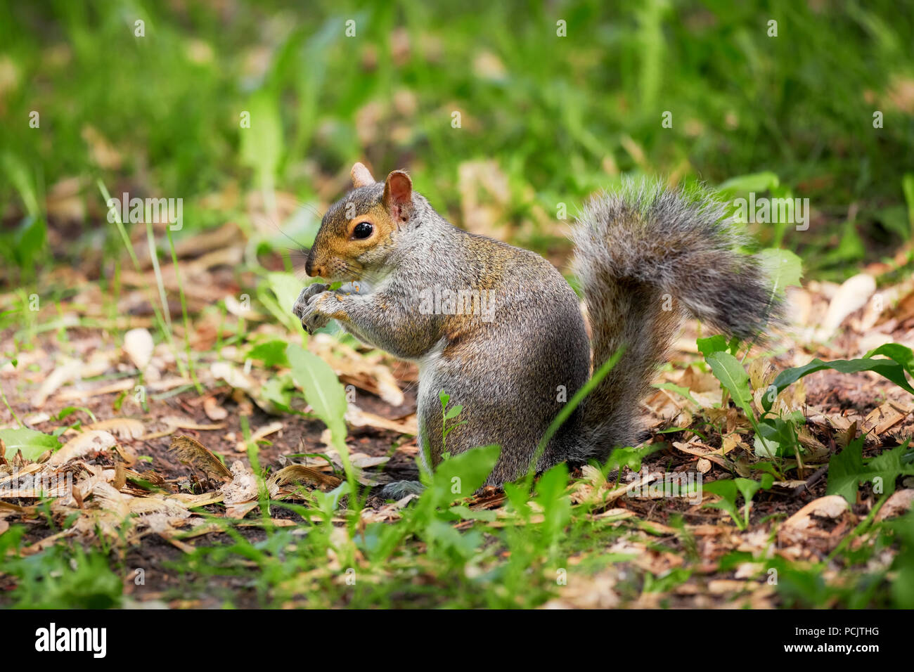 Östlichen Grauen baum Eichhörnchen essen ein Blatt im Wald. Stockfoto
