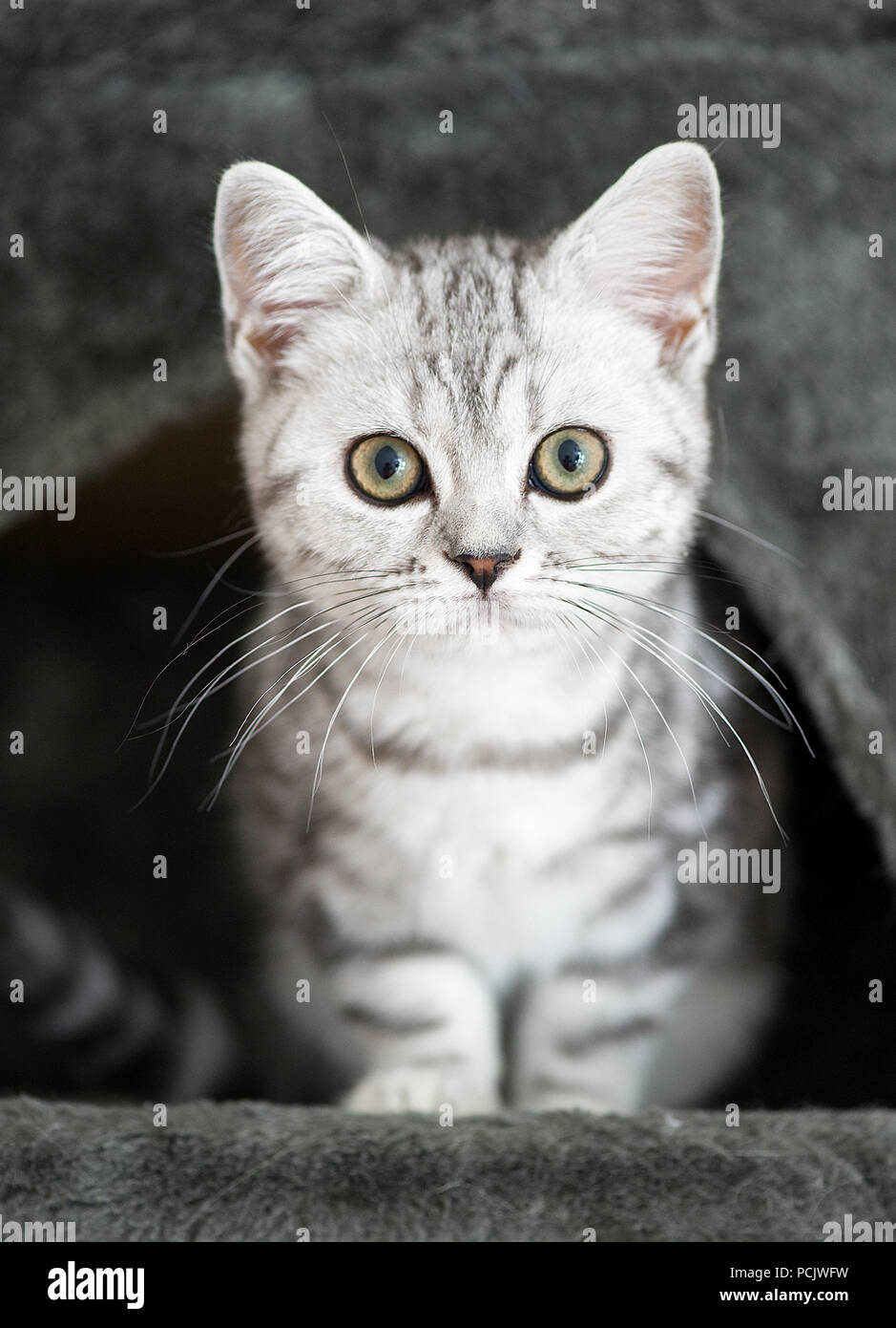 Die Britisch Kurzhaar Silber Tabby Kitten Stockfoto