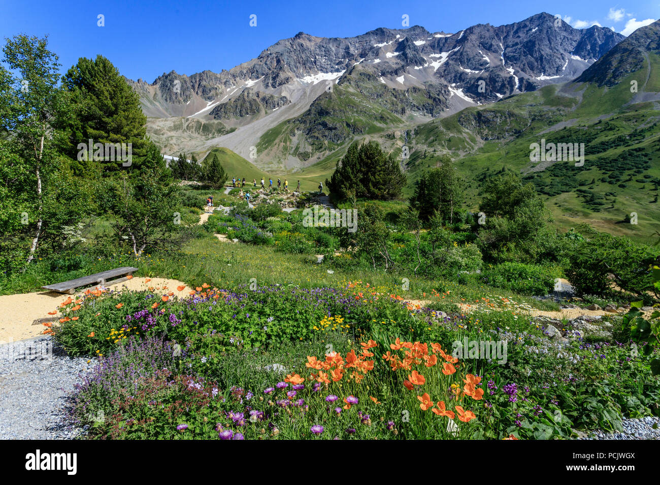 Frankreich, Hautes Alpes, Villar d'Arene, alpinen botanischen Garten von Lautaret, hier Plantes aus Zentralasien mit Papaver lateritium, die Armenische Mohn Stockfoto