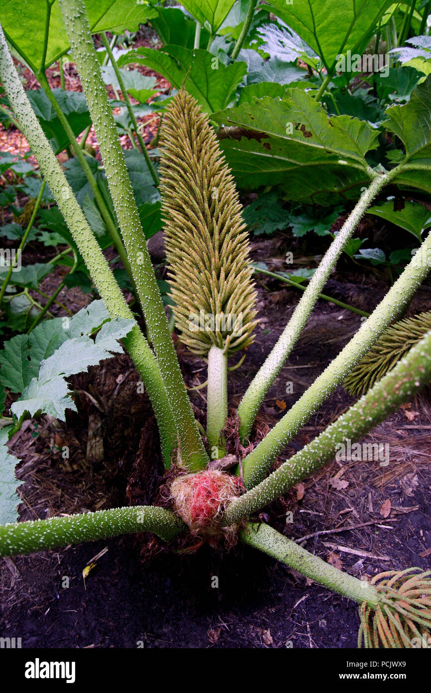 Riesige Gunnera base mit den dornigen Stiele und Blüten Stockfoto