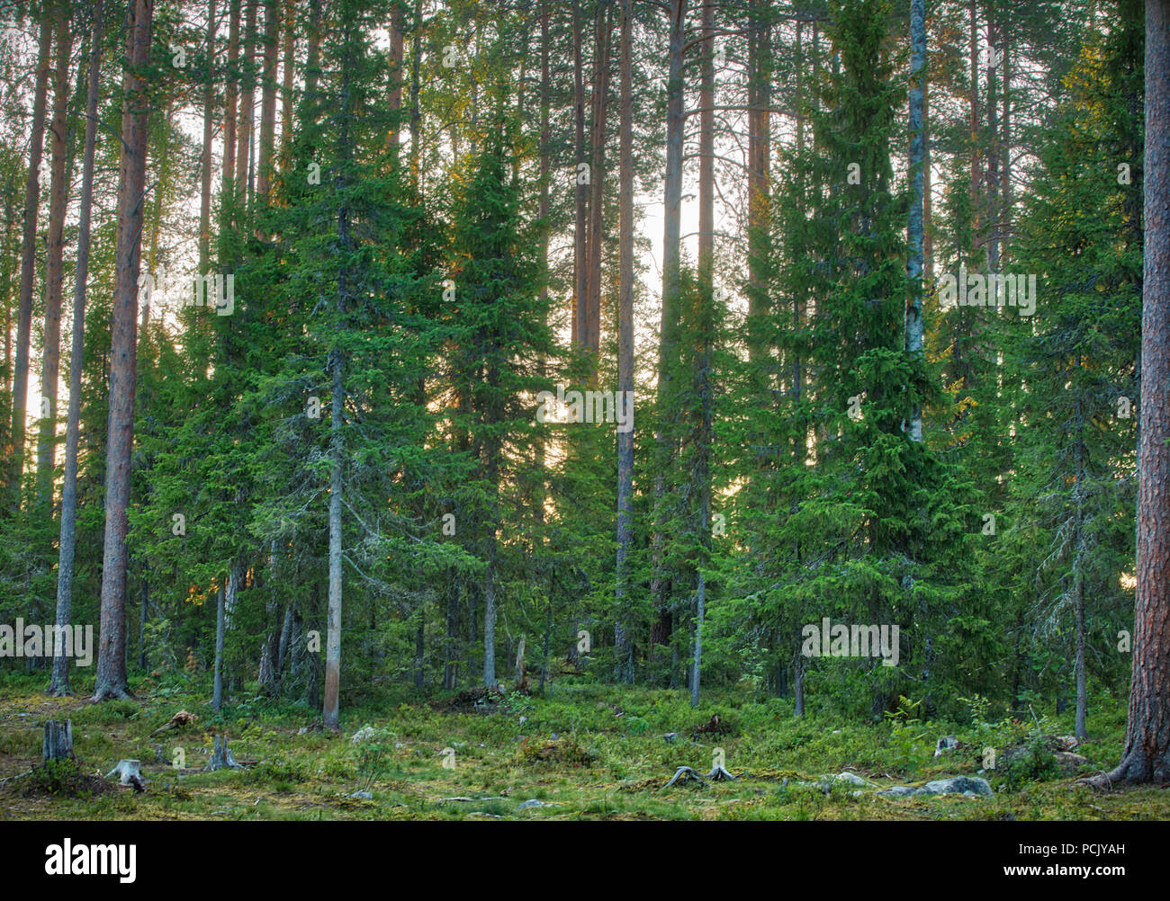 Finnische Taiga Forest Szene Stockfoto