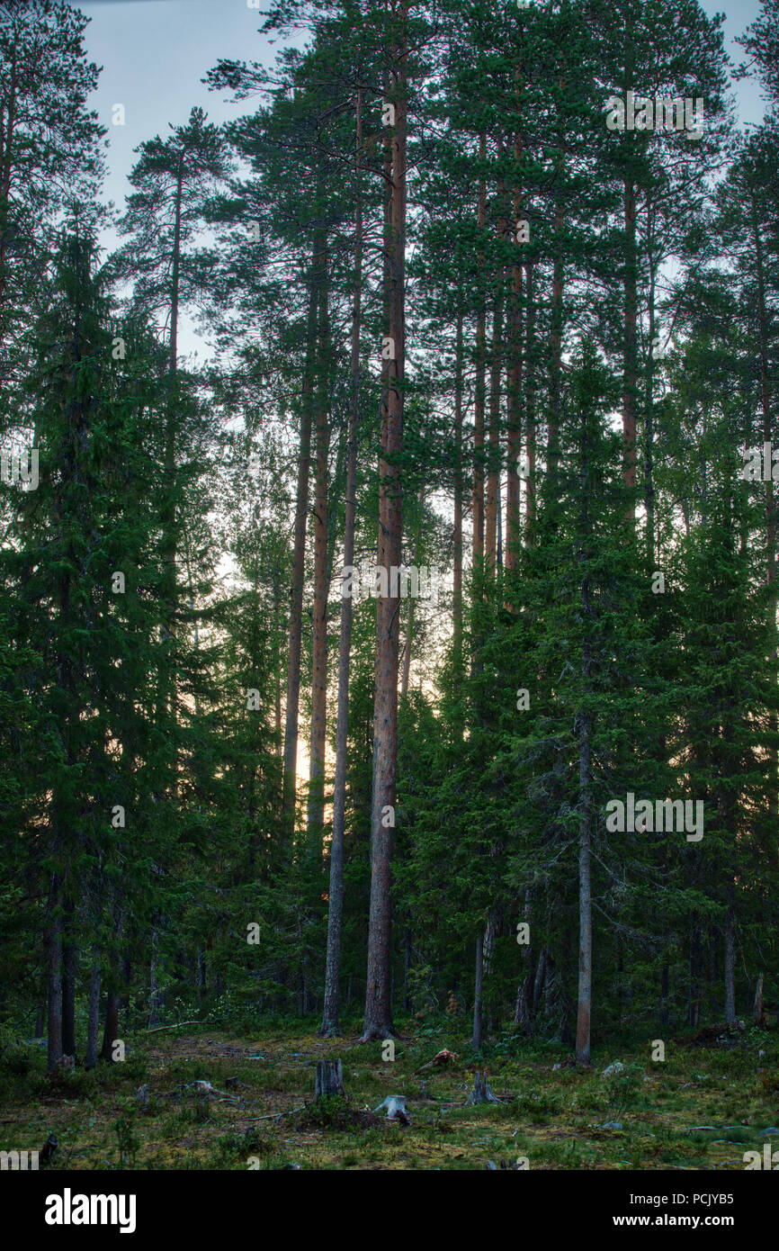 Nordic Wald bei Sonnenuntergang Stockfoto