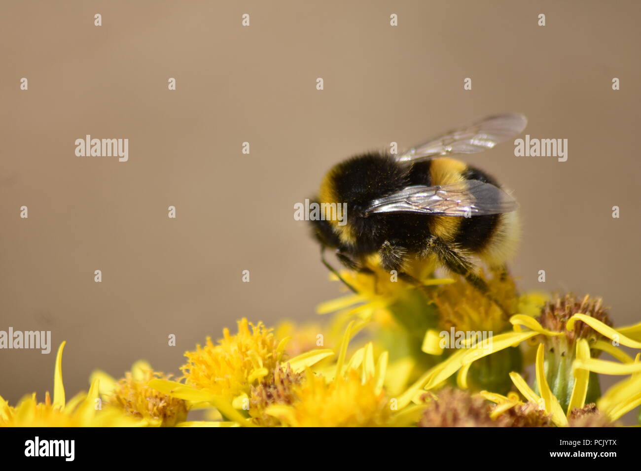Makro Nahaufnahme der Bestäubung Hummel auf gelbe Blüten Stockfoto