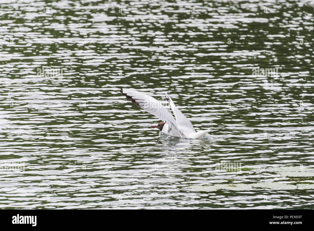 Eine Lachmöwe (Chroicocephalus ridibundus) der erwachsenen Sommer Gefieder Landung auf dem Wasser Stockfoto