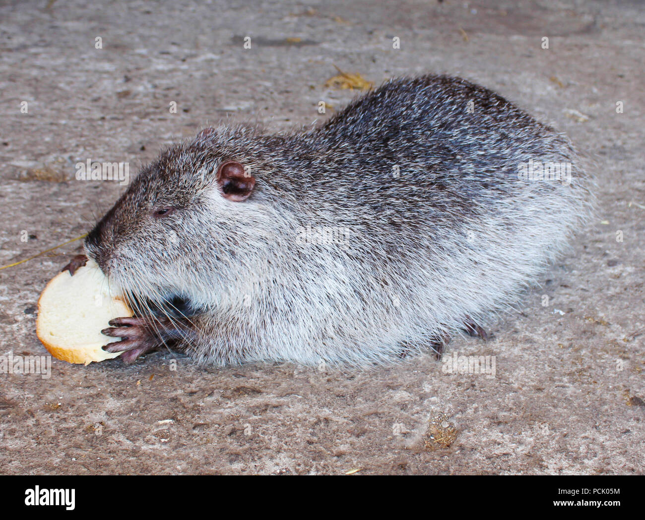 Racoon hält Pfote ein Stück weißes Brot auf dem Hintergrund von Schwefel im Lande Stockfoto