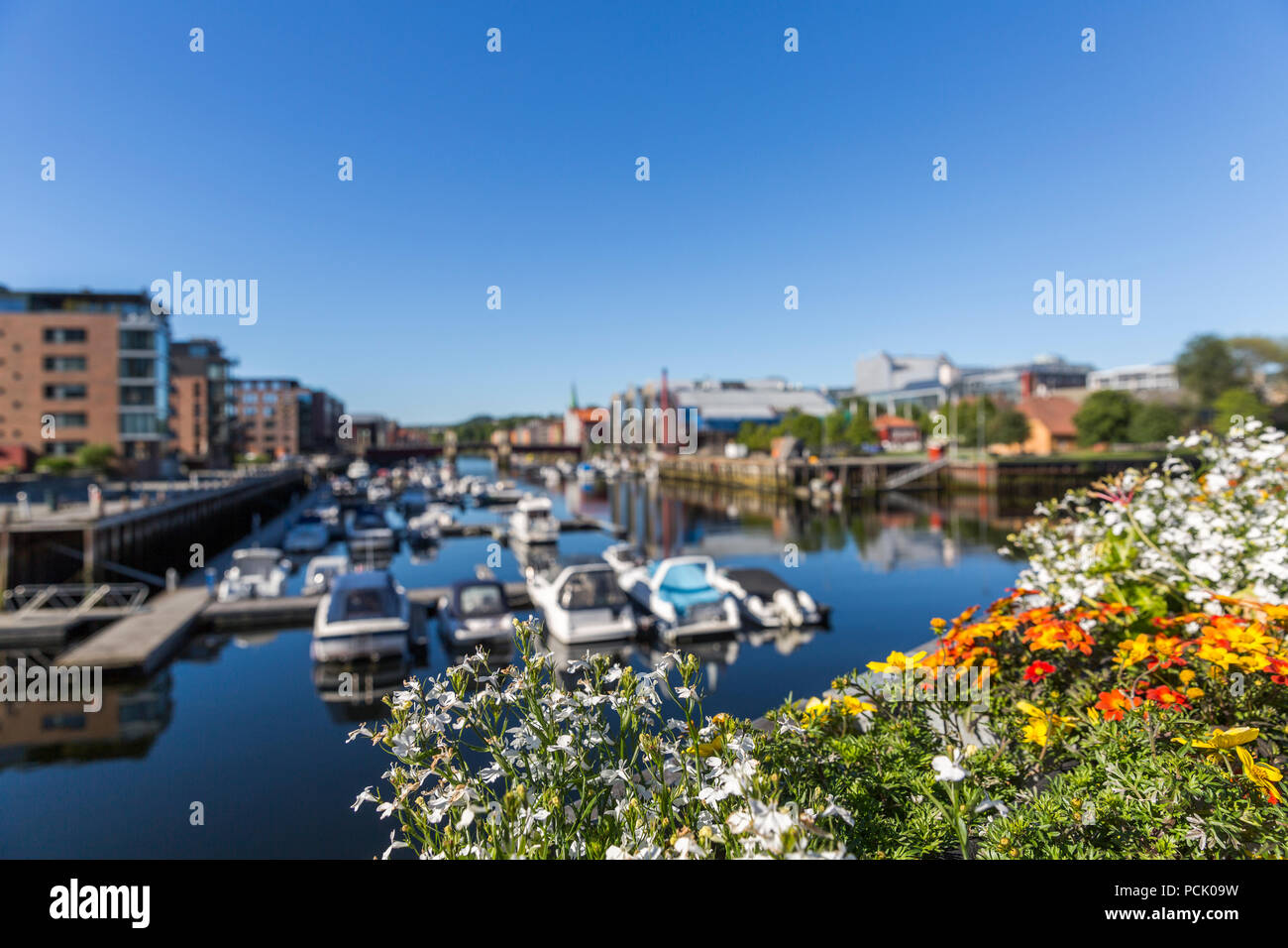 Stadtbild von Trondheim mit Blumen im Vordergrund Stockfoto