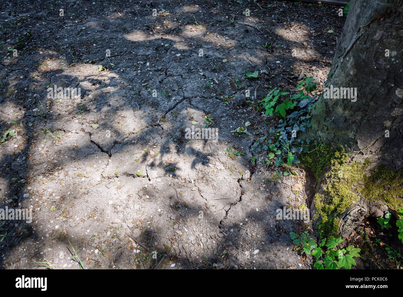Risse im Boden wegen anhaltender Trockenheit in den Niederlanden Stockfoto